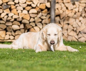 Dürfen Hunde Fische essen? Das solltest du wissen