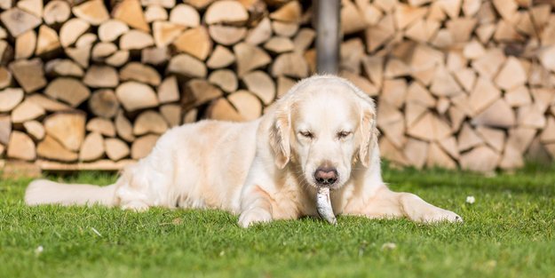 Dürfen Hunde Fische essen? Das solltest du wissen