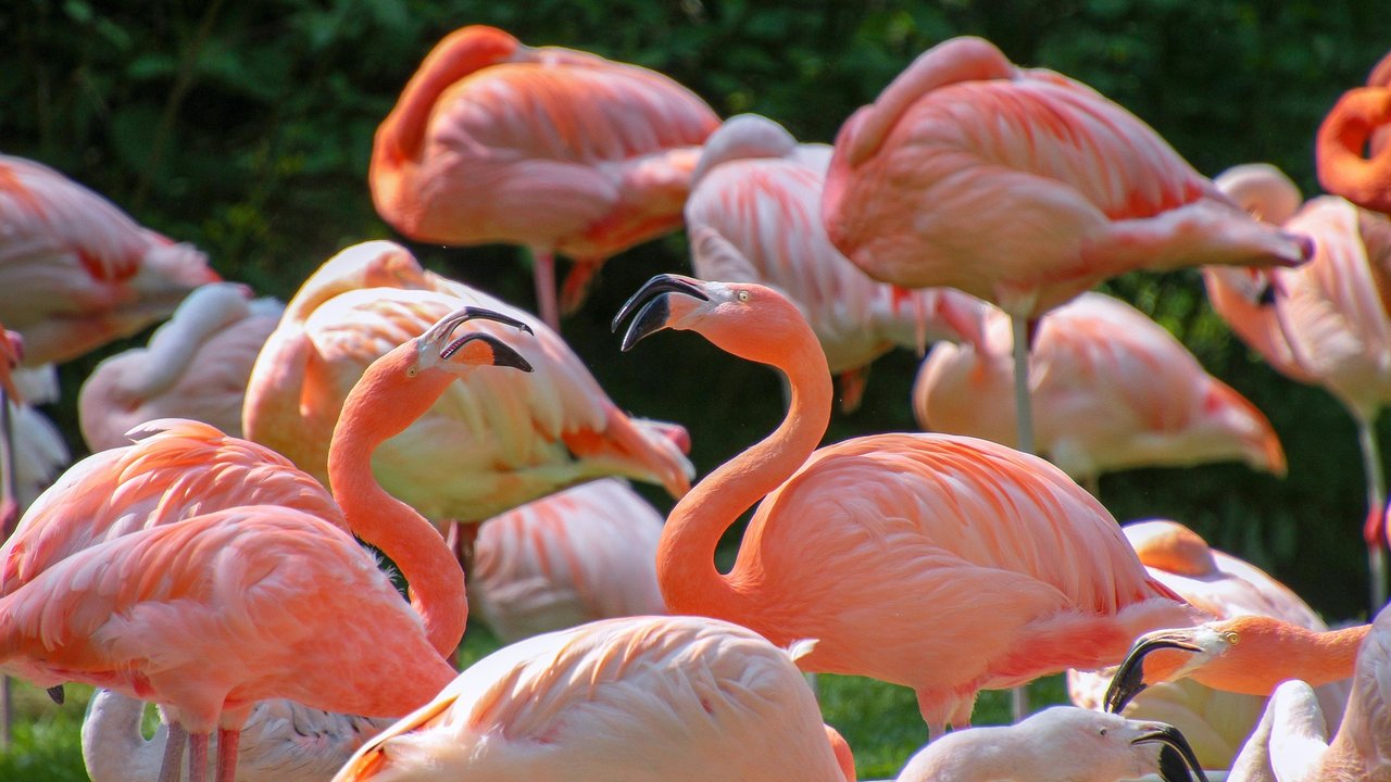 Flamingos fallen vor allem durch ihre Farbe auf.