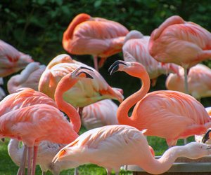 Das pinke Geheimnis: Wie alt werden Flamingos wirklich?