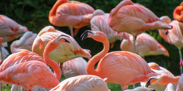 Das pinke Geheimnis: Wie alt werden Flamingos wirklich?