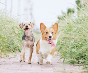 Brennnessel für Hunde: Inhaltsstoffe, Wirkung und Darreichungsform