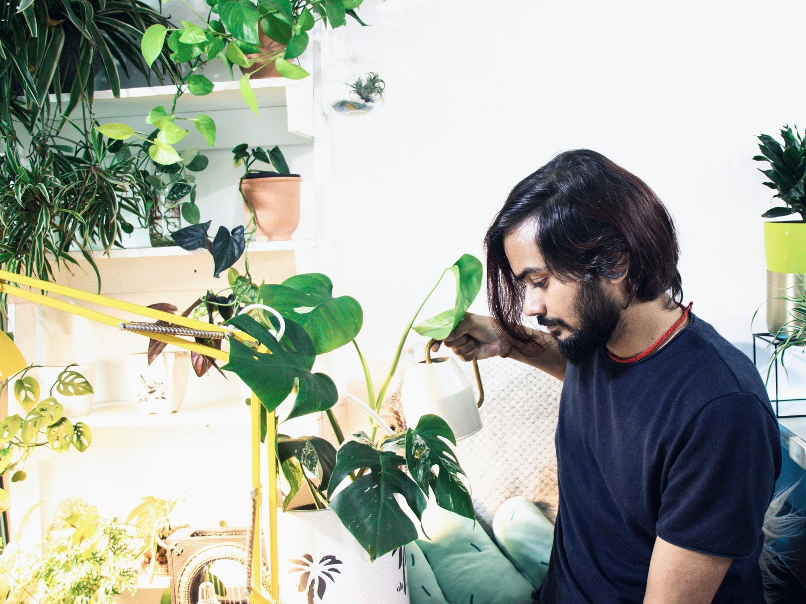 Ist die Monstera giftig fr Menschen und Katzen?