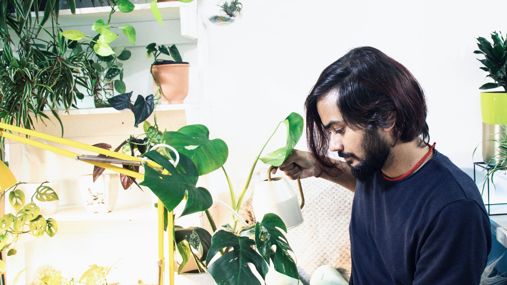 Ist die Monstera giftig fr Menschen und Katzen?