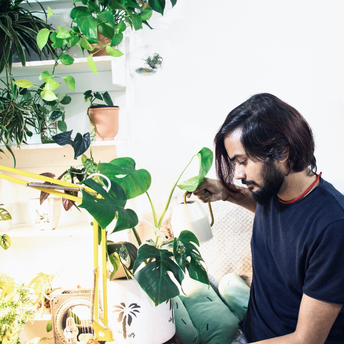 philodendron micans standort Philodendron Micans, 6