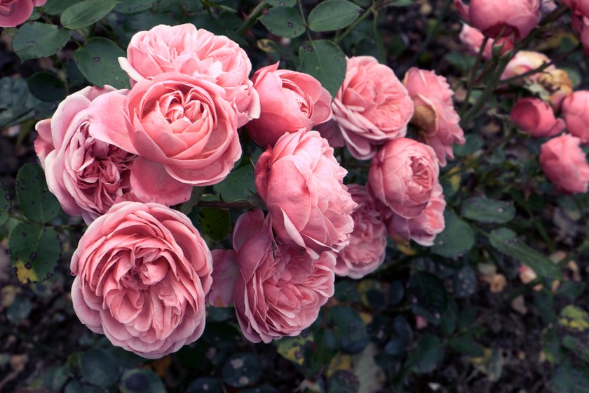 Blumen und ihre Bedeutung: rosa Rose