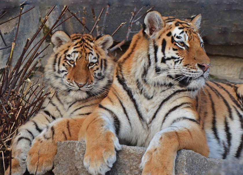 Tiger im Tierpark Berlin Friedrichsfelde