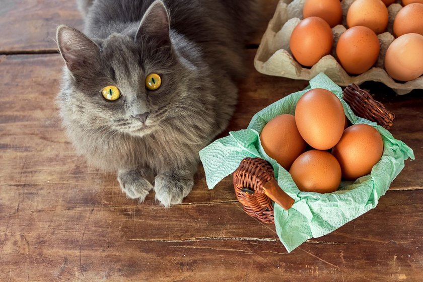 Eier sollten Katzen nicht roh und nur ohne Schale serviert werden.