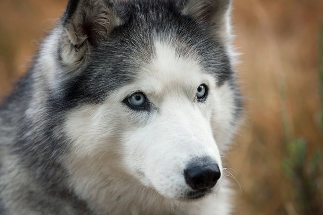 Sibirian Husky