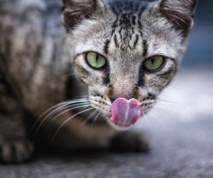 Dürfen Katzen Joghurt essen? Ein Übermaß kann schaden