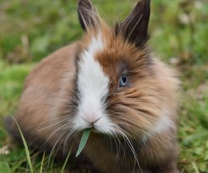 Dürfen Kaninchen Blaubeeren essen?