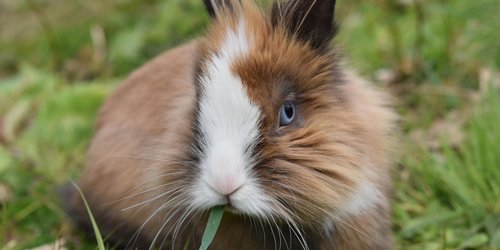 Dürfen Kaninchen Blaubeeren essen?