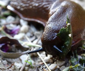 Unterschied Rote Wegschnecke und Spanische Wegschnecke