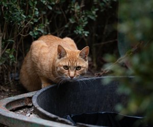 Dürfen Katzen Rindfleisch essen? Die interessante Antwort