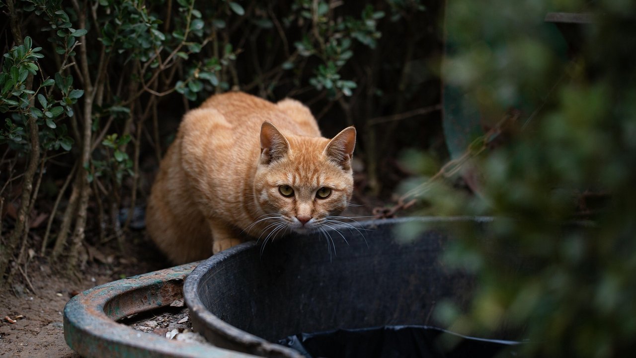 In freier Natur kommen Katzen nur selten an Rindfleisch, hier stehen Mäuse auf dem Speiseplan. 