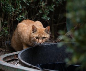 Dürfen Katzen Rindfleisch essen? Die interessante Antwort