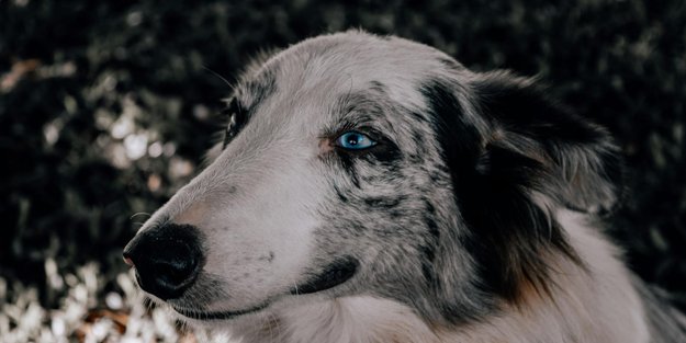 Hunde legen ihre Ohren nach hinten – was heißt das?