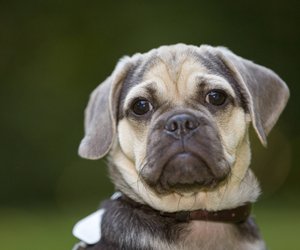 Herausfordernde Hunde: 7 Rassen mit besonders frechem Temperament