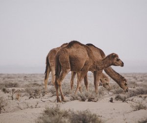 Was essen Kamele? Wie sich die Wüstenbewohner ernähren