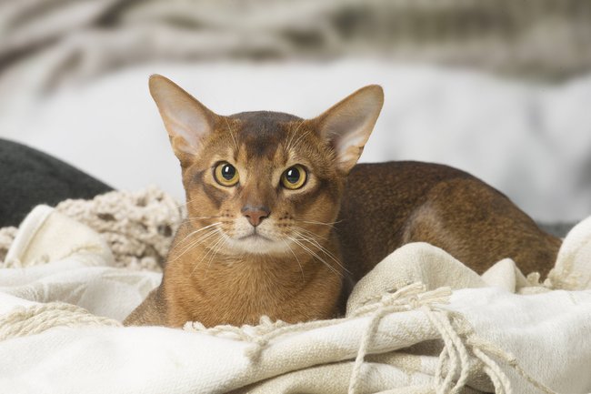 Abessinier-Katzen brauchen tägliche Beschäftigung.