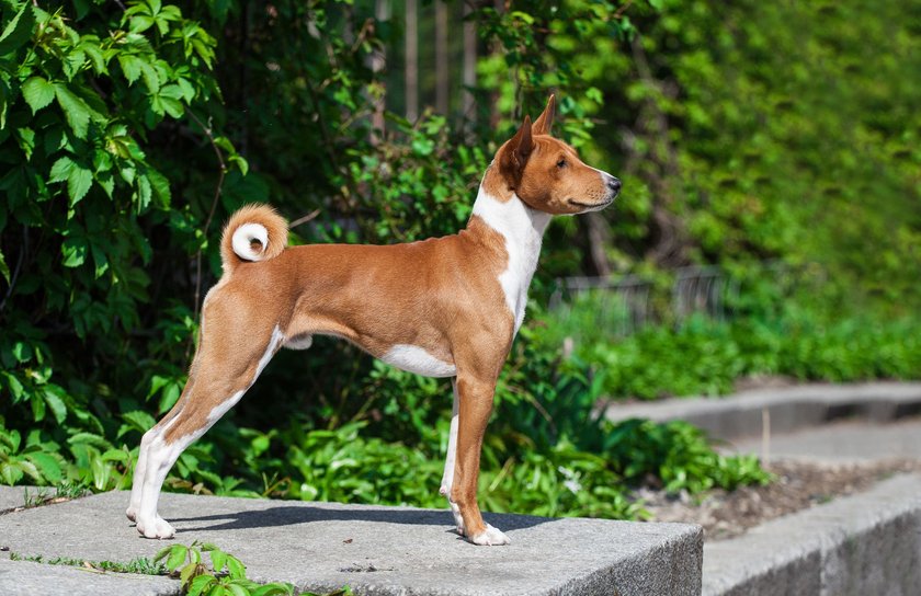 Basenji im Park