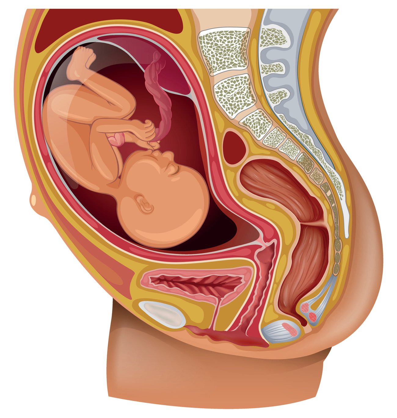 Baby dreht sich im Bauch: Hinterhauptslage Baby dreht sich im Bauch: Hinterhauptslage