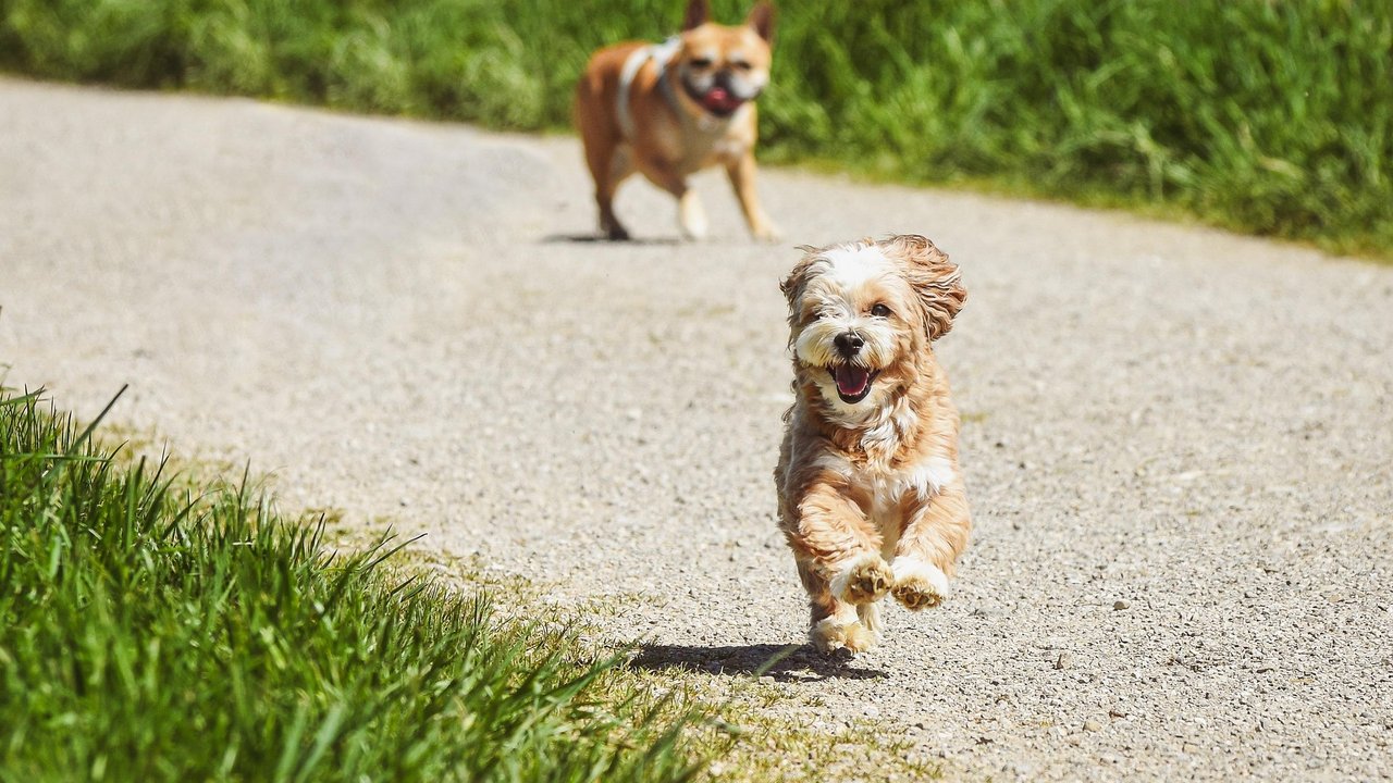 Tobende Hunde freuen sich über ein gelegentliches Leckerchen wie einen Keks.