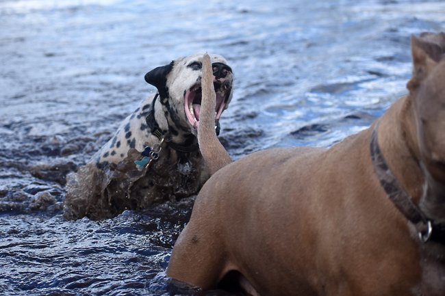 Wasserspaß mit Hundefreunden