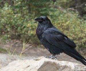 Gibt es einen Unterschied zwischen Krähe und Rabe?