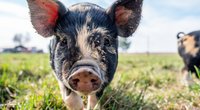 Schwein als Haustier – Das gilt es zu beachten