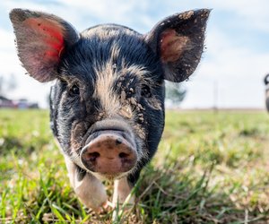 Schwein als Haustier – Das gilt es zu beachten