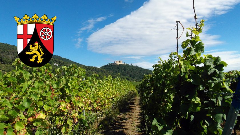 Pfälzer Weinreben mit Wappen und Burg im Hintergrund