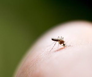 Hausmittel gegen Mückenstiche: So hört der Juckreiz auf
