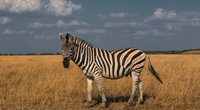 Was fressen Zebras und haben sie Feinde?