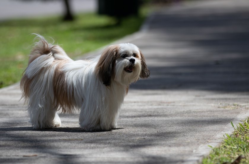 Lhasa Apso