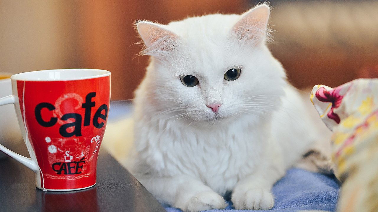 Kaffee ist tabu, Hafermilch darf gelegentlich in den Napf.