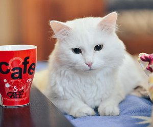 Dürfen Katzen Hafermilch trinken? Alles, was du dazu wissen musst