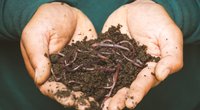 Was fressen Würmer und wie kannst du sie füttern?