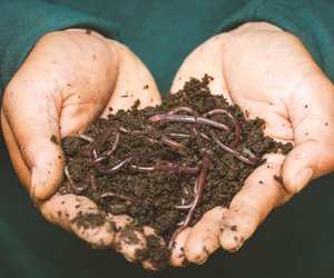 Was fressen Würmer und wie kannst du sie füttern?
