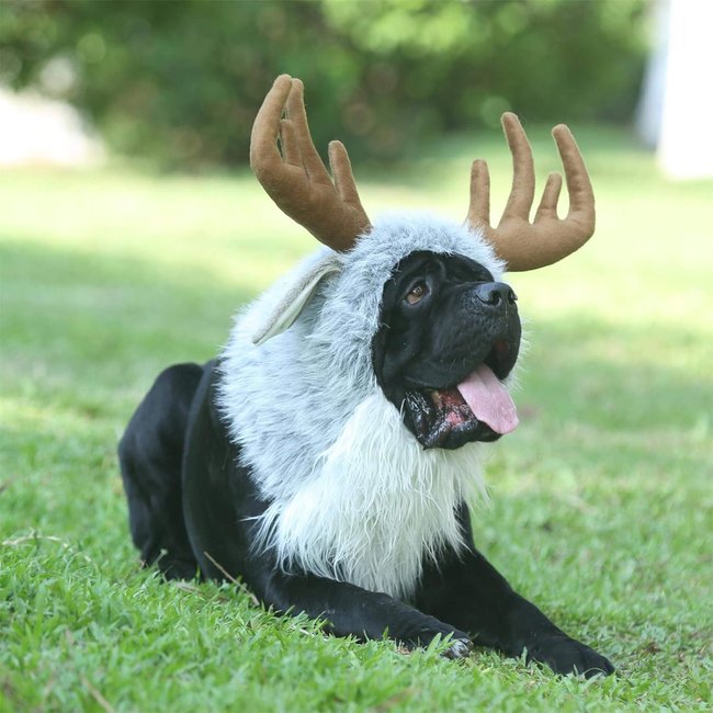 Hundekostüm zu Halloween: Elch