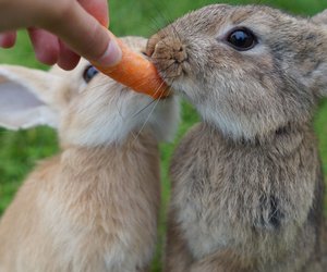 Dürfen Kaninchen Gurken essen? Alles, was du dazu wissen musst