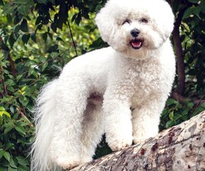 Hunde mit Locken: Diese Rassen haben ein außergewöhnliches Fell