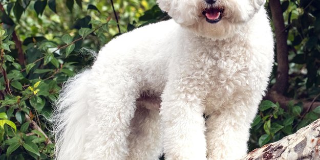 Hunde mit Locken: Diese Rassen haben ein außergewöhnliches Fell