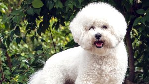 Hunde mit Locken: Diese Rassen haben ein außergewöhnliches Fell