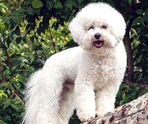 Hunde mit Locken: Diese Rassen haben ein außergewöhnliches Fell