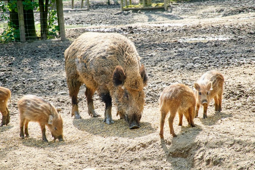 Wild boars in the wildlife park Poing