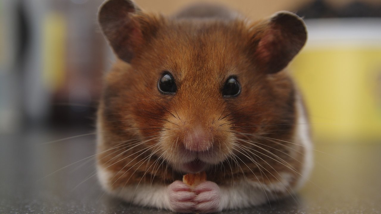 Mit einem Leckerli zwischen den Pfoten fühlt sich der kleine Hamster wohl. 