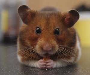 Dürfen Hamster Gurken essen? Das ist wichtig