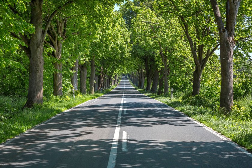 Ein Streckenabschnitt der Deutschen Alleenstraße auf der Insel Rügen