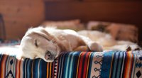 Wie lange schlafen Hunde? So viel Schlafbedarf haben sie